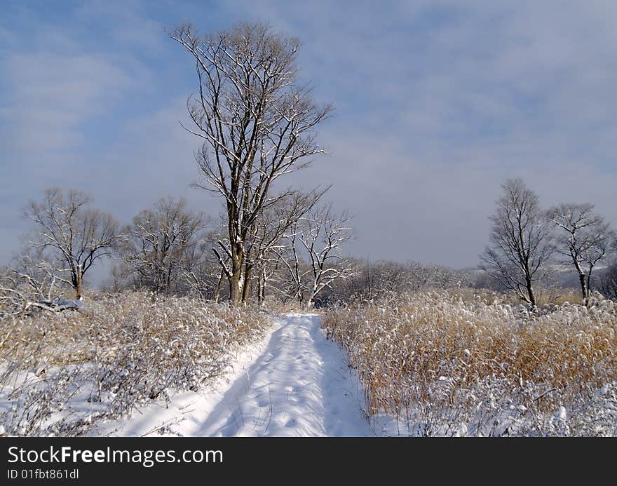 Morning after a snowfall