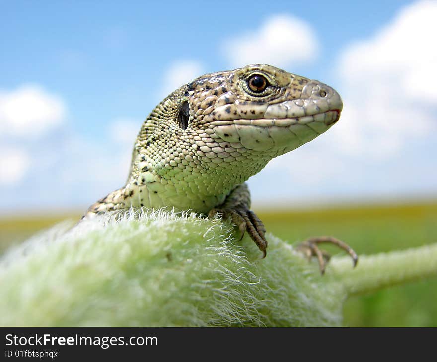 Lizard