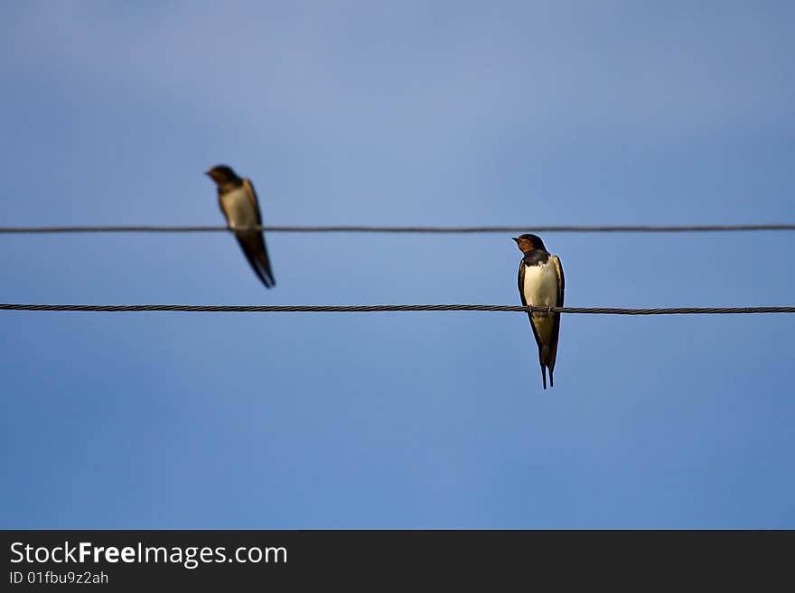 Swallows On Wires