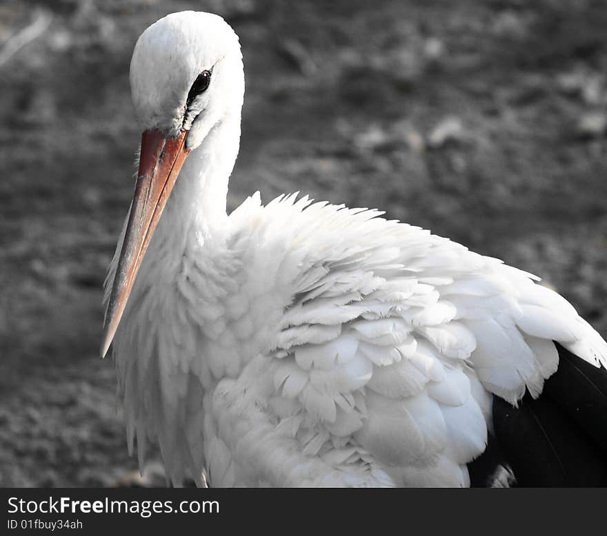 Stork