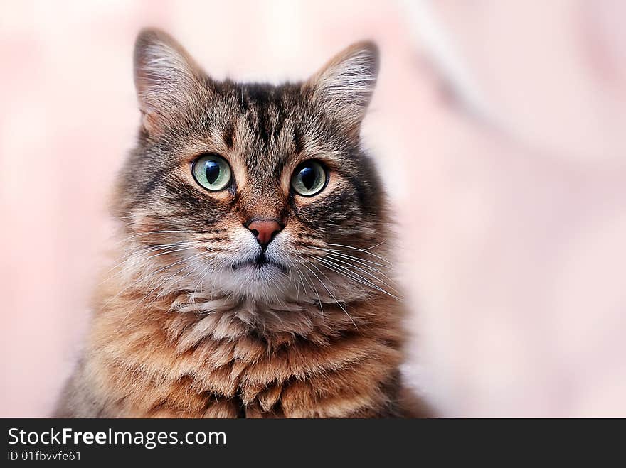 Funny Shorthair cat with beautiful eyes. Funny Shorthair cat with beautiful eyes