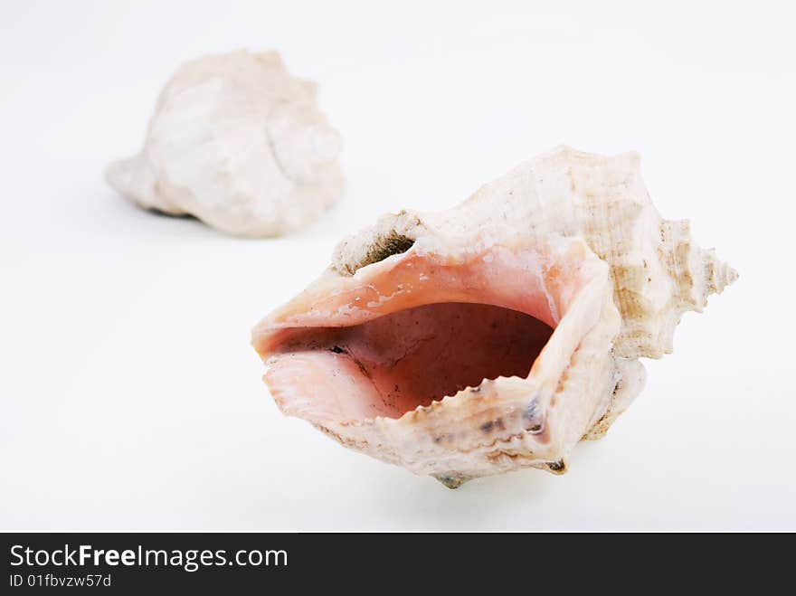 Sea shells on a white background