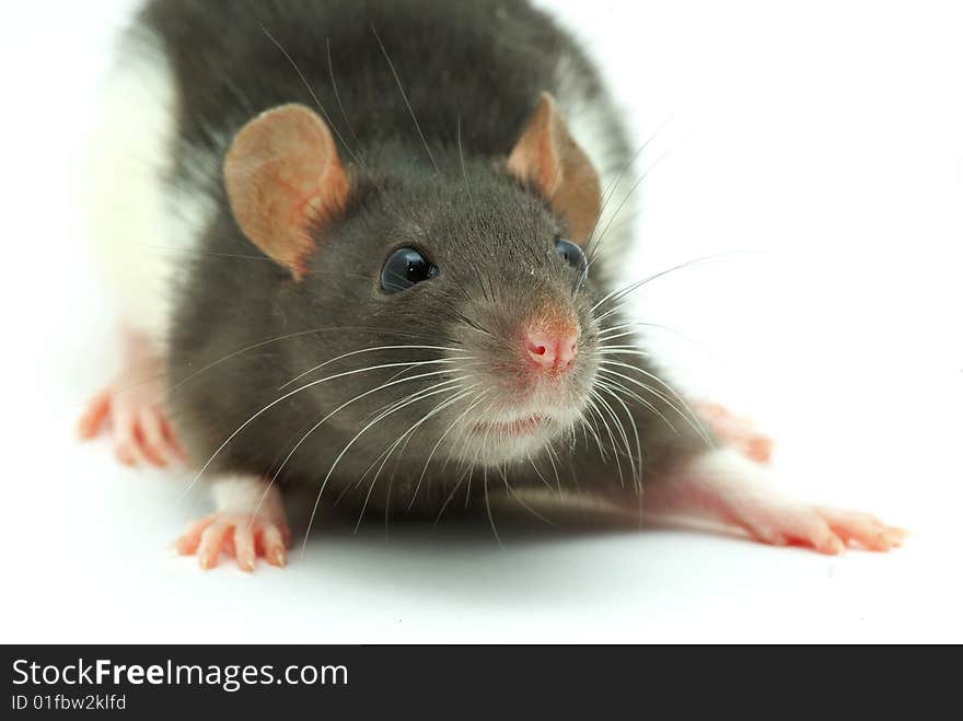 Rat