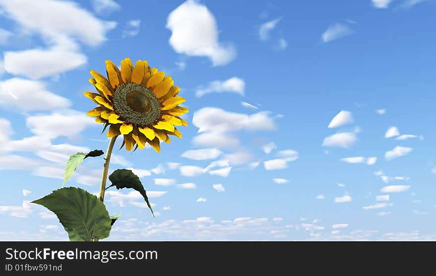 Beautiful sunflower against the blue sky