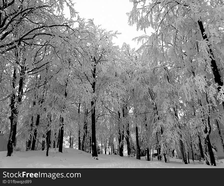 Winter in threes, frost forest in black and white picture