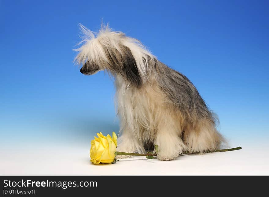 Sad Dog With Yellow Rose