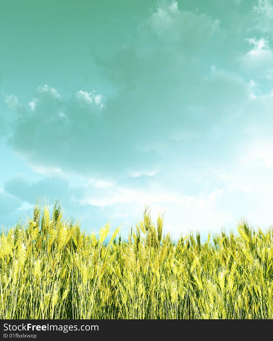 Wheat Field In The Sunset