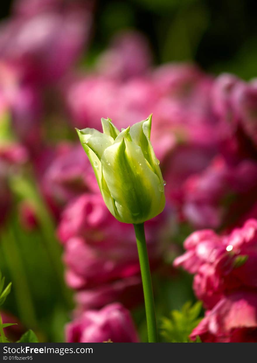 White tulip with dewdrops over a purple flowerbed background