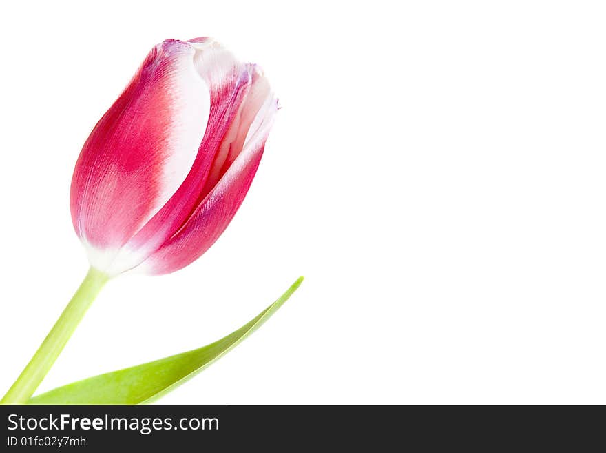 Pink tulip