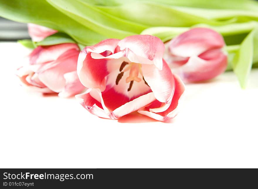 Pink tulips