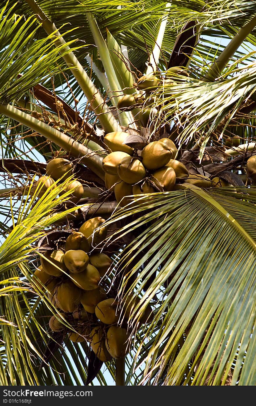 Looking up on coconut palm in Kerala, India