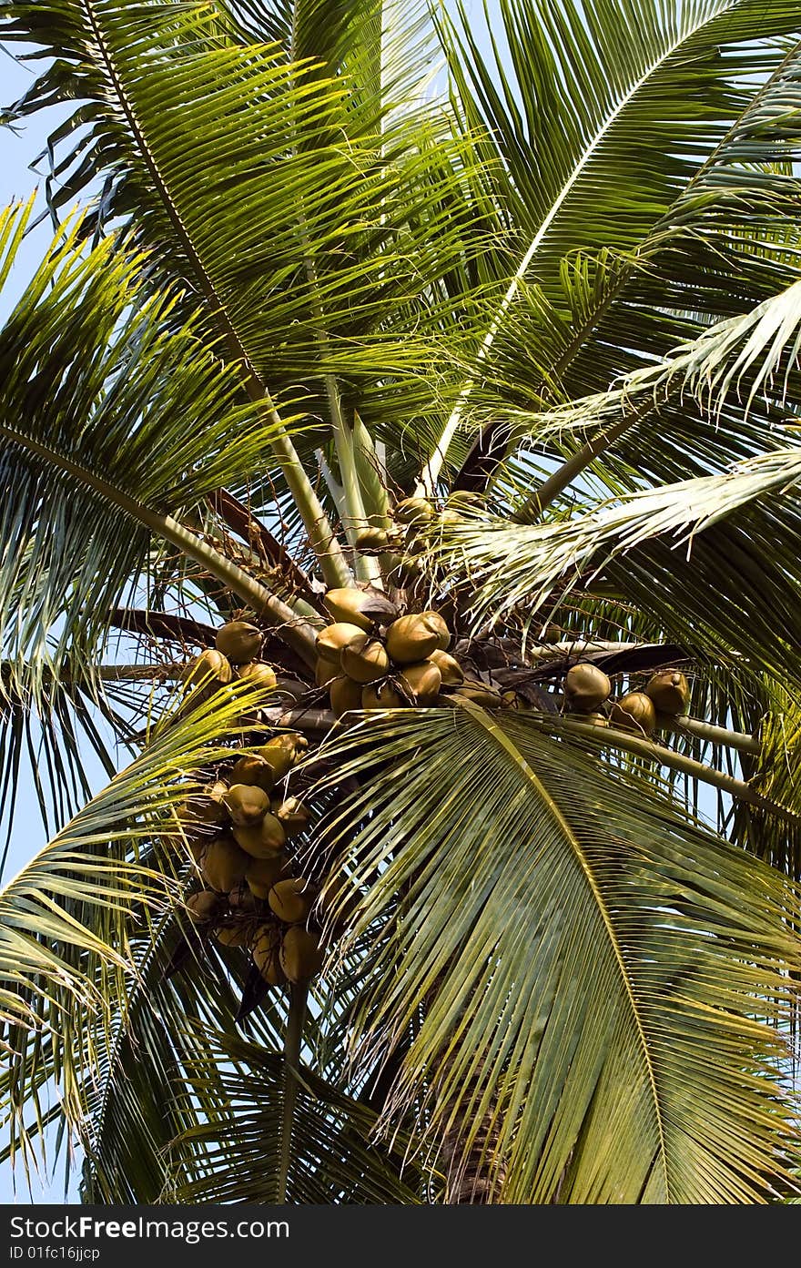 Looking up on coconut palm in Kerala, India