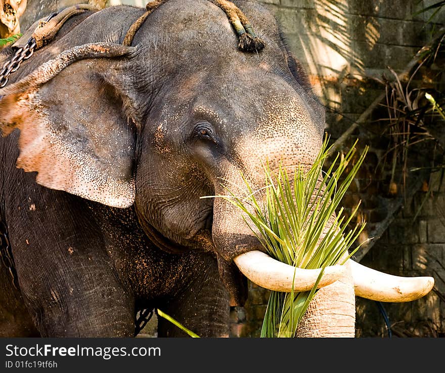 Close up picture of indian domestic elephant outdoors. Close up picture of indian domestic elephant outdoors