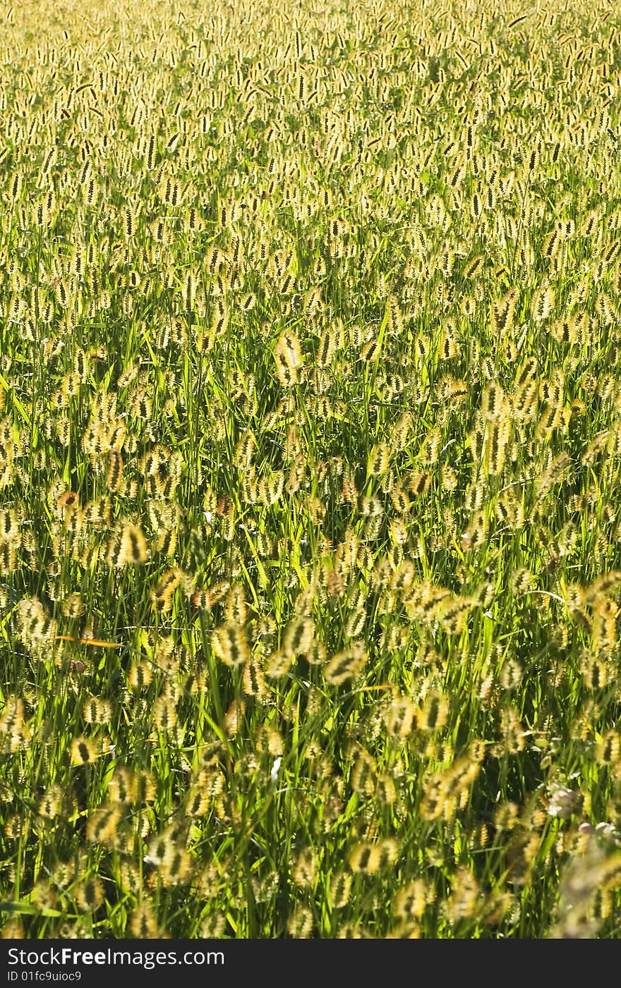 Meadow with the sun