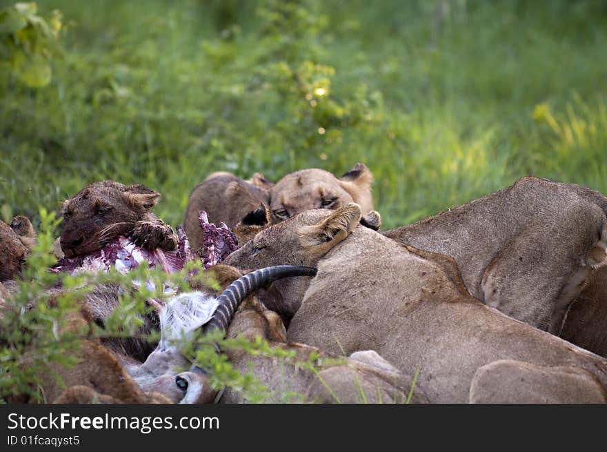 Lion family eating their prey