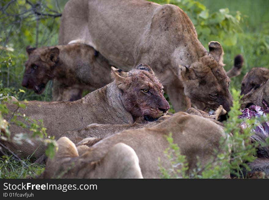 Lion family eating their prey