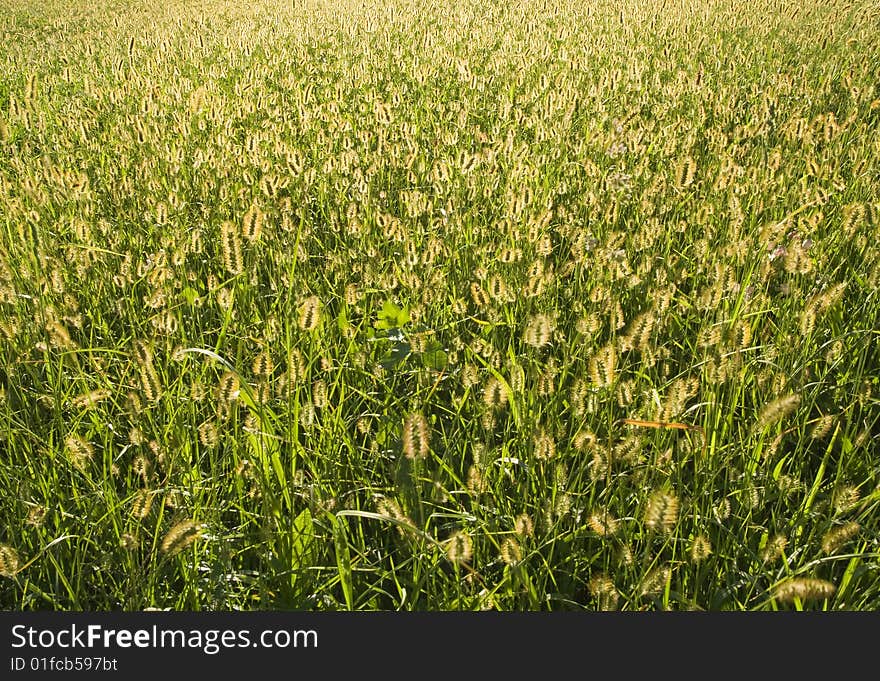 Meadow with the sun