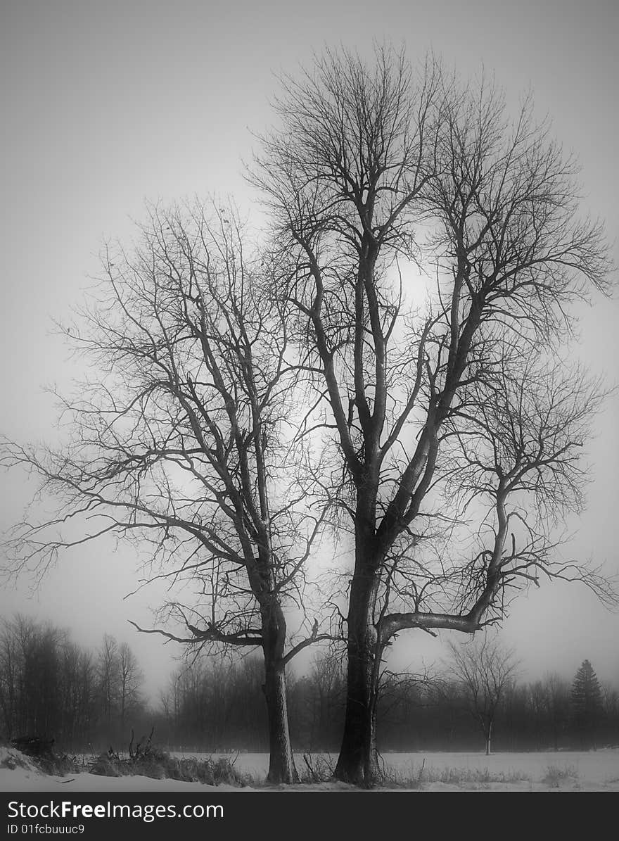 Tree in winter