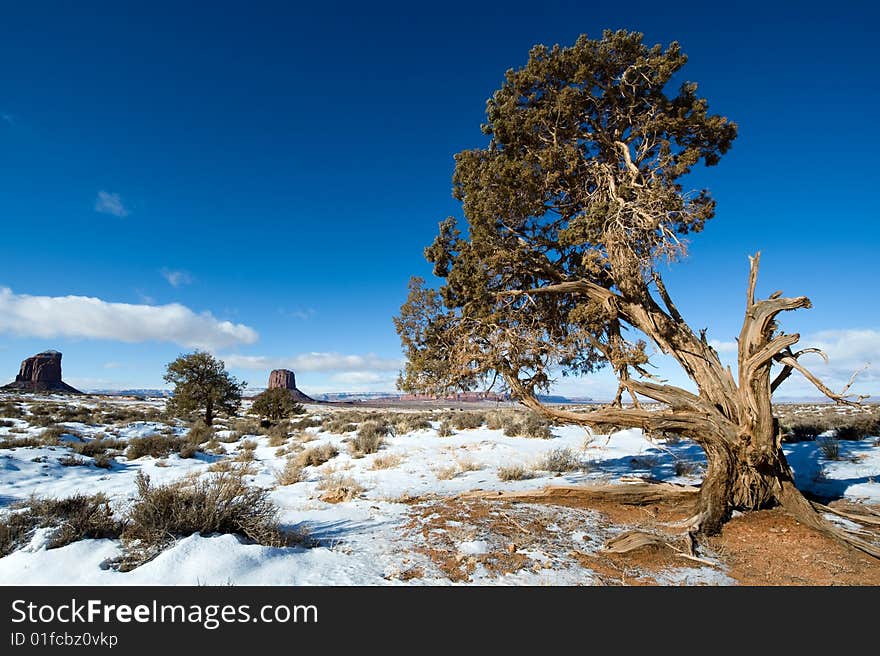 Lone Broken Tree