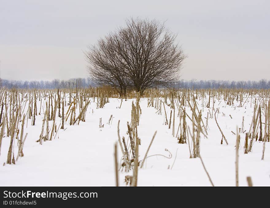 Lonely tree in the snow-covered field. Lonely tree in the snow-covered field