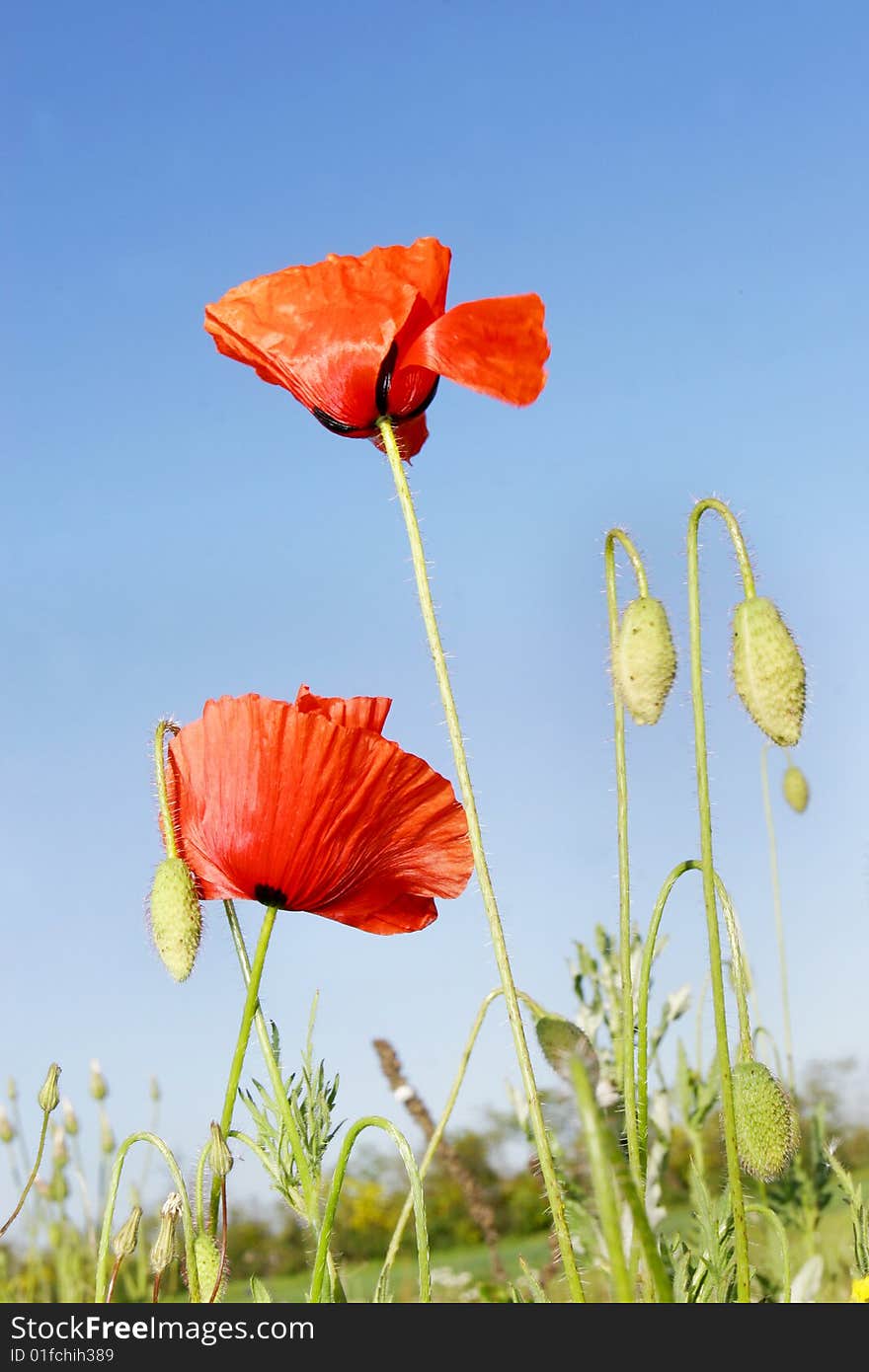 Red poppies over sky background