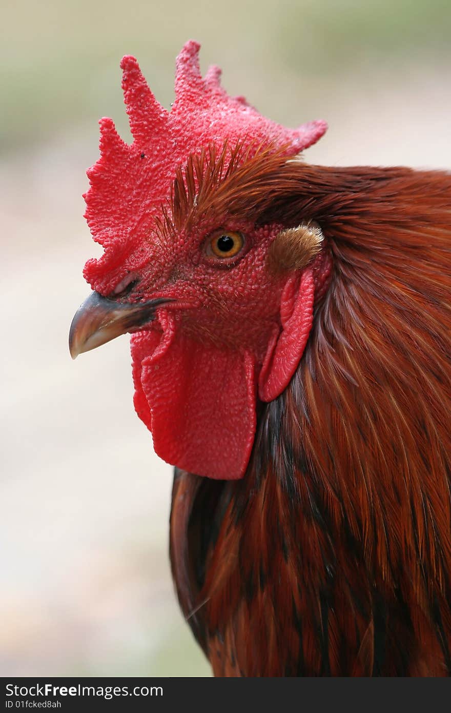 Portrait of proud rooster showing its red comb. Portrait of proud rooster showing its red comb