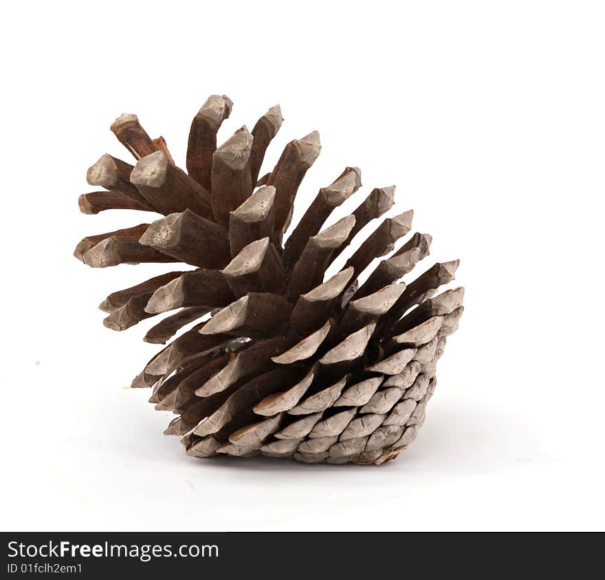 A Mature Pine Cone