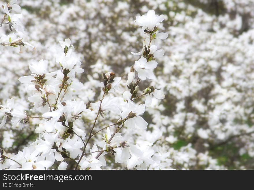 Magnolia flowers