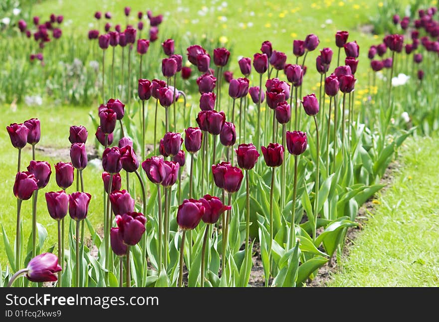 Magneta tulips in the garden