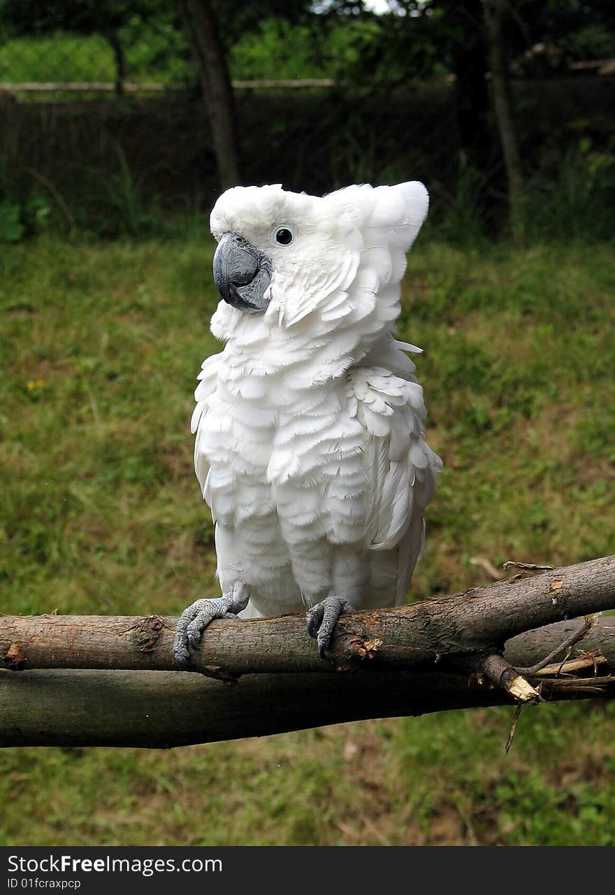 cockatoo white sitting on the branch - ZOO