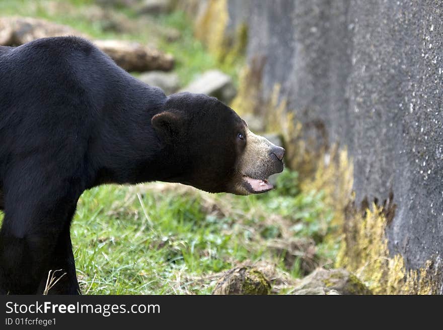 Bear looking angry at something. Bear looking angry at something