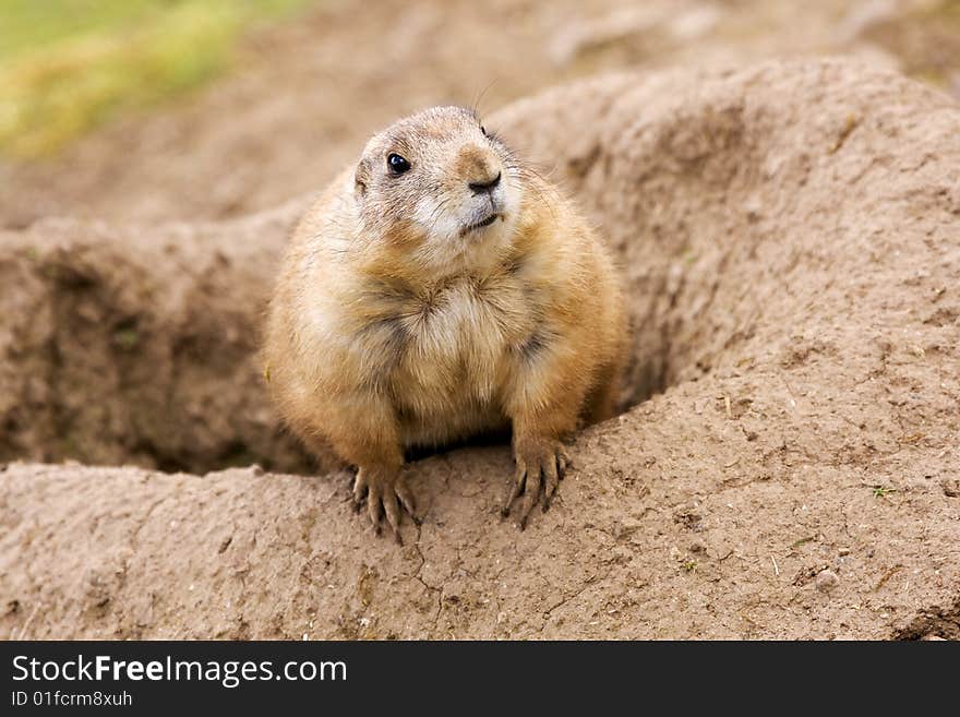 prairie  dog