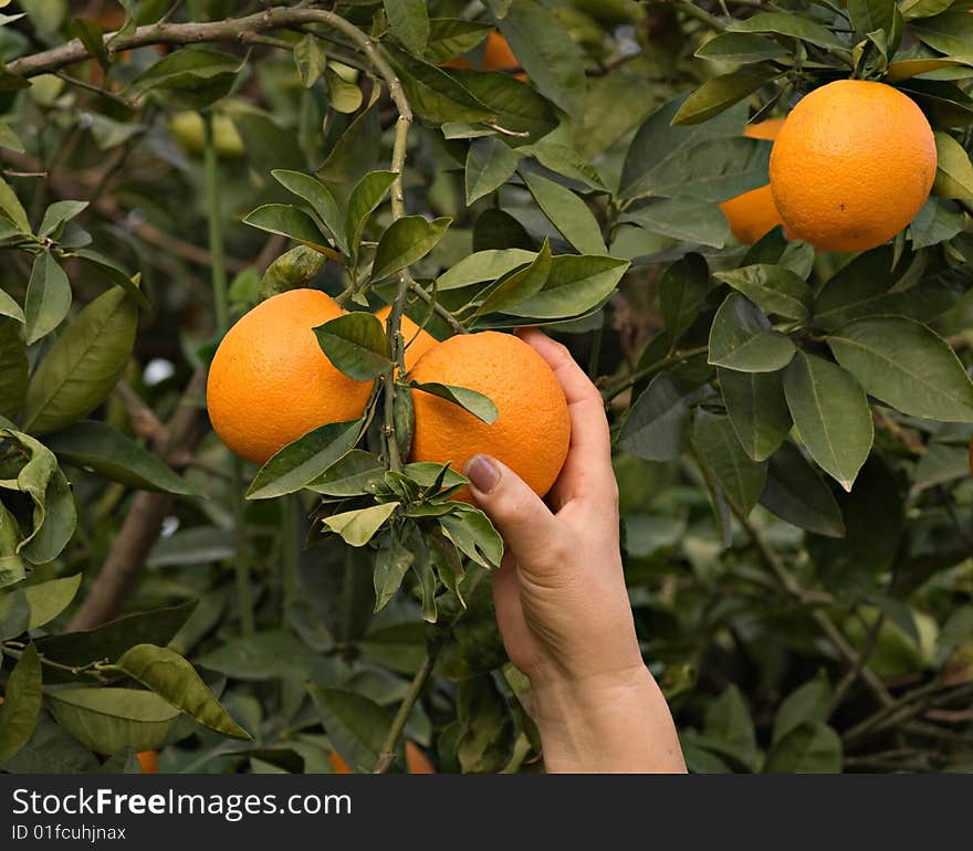 Branch with ripe oranges