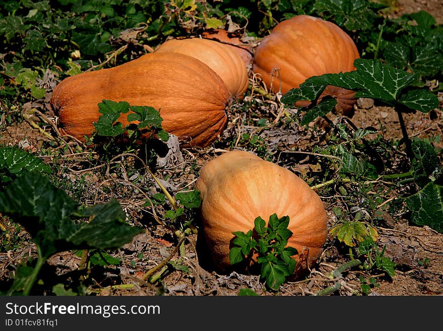 Andalusian marrows, squashes, mature on the fields.