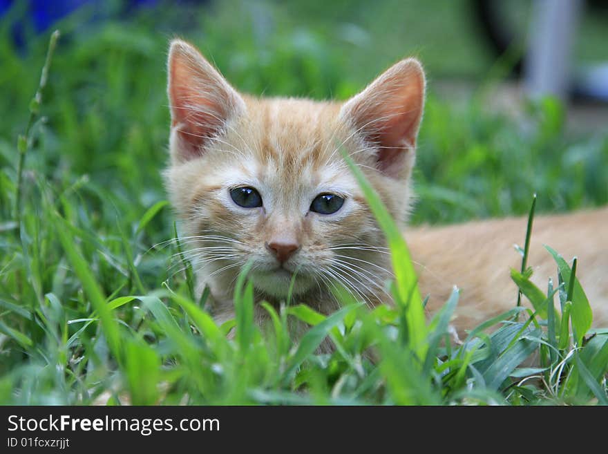 Orange tabby kitten laying in the grass.