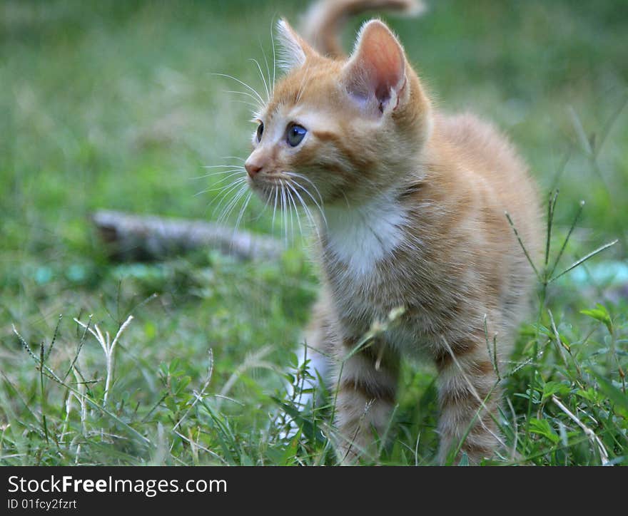 Tabby kitten