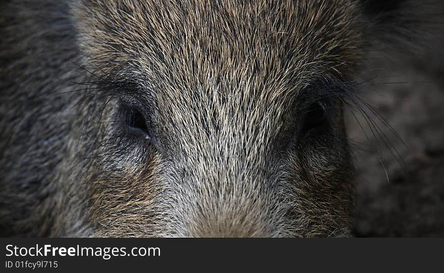 Closeup of the eyes of a wild boar. Closeup of the eyes of a wild boar