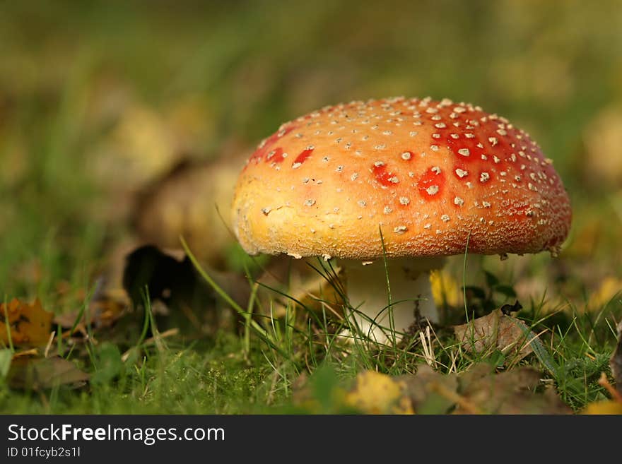 Autumn scene: Toadstool in the grass