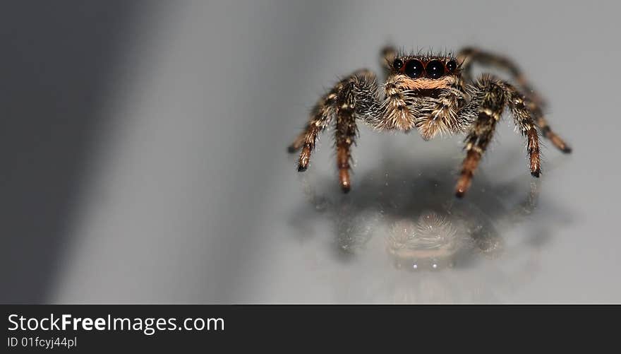 Jumping spider