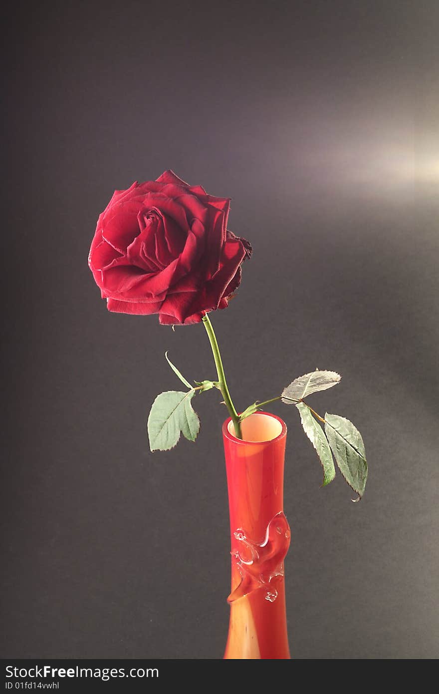 Single red rose in vase with high contrast