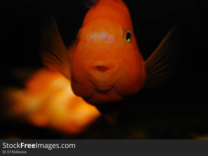 The colorful fish in aquarium