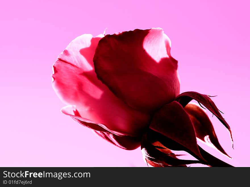 Abstract Valentine Day Rose