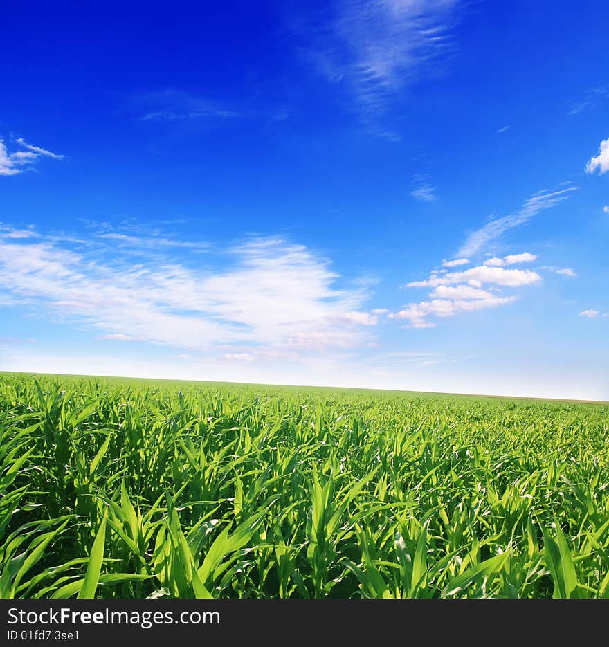 Field of green grass and blue sunny sky