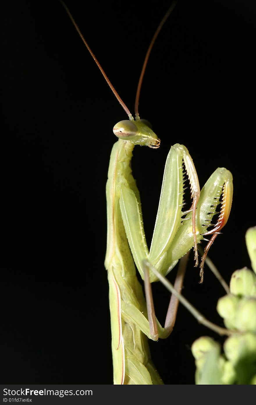 Mantis Macro