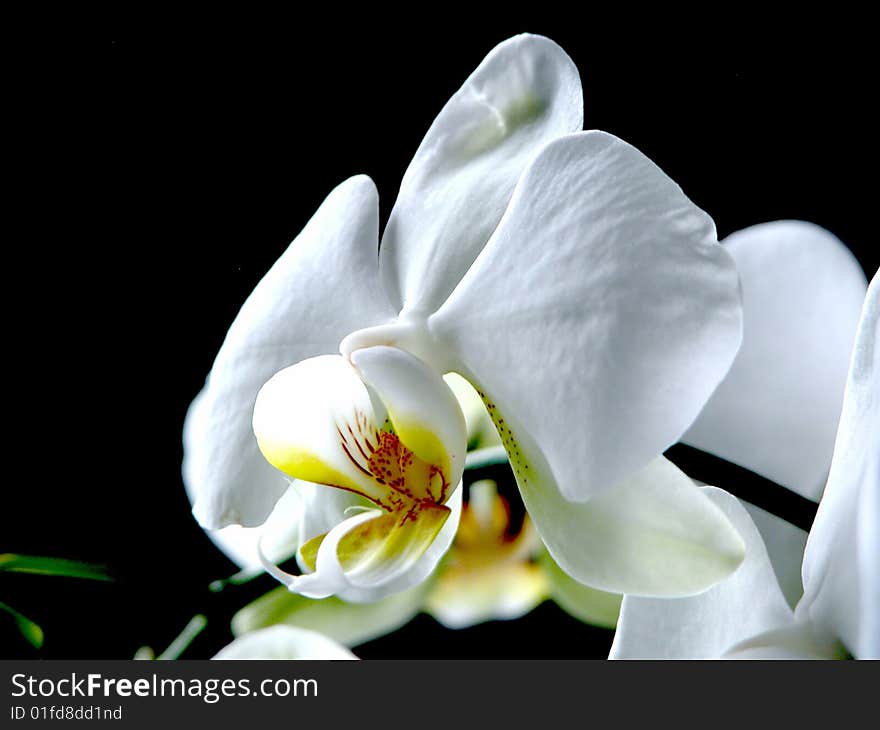 Photo of living flowering white orchid