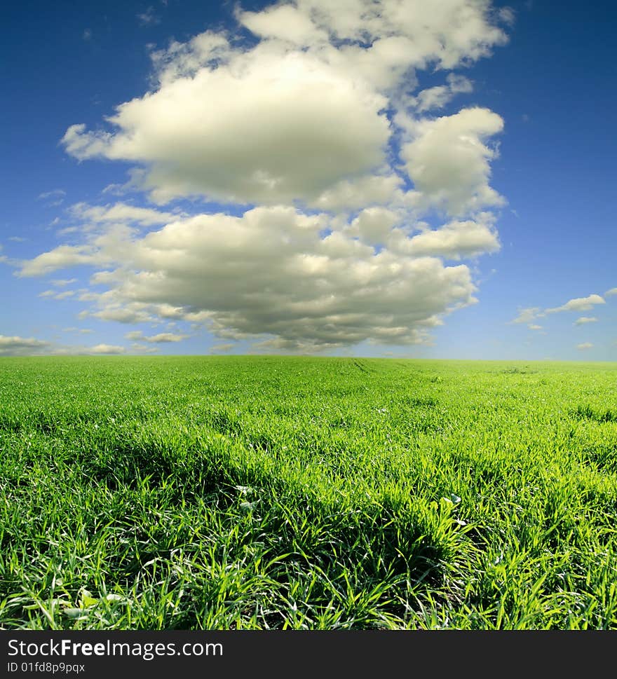 Field of green grass and blue sunny sky