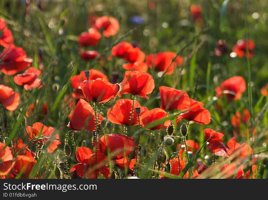 A field of wild poppies that populate the back country. Always very beautiful. A field of wild poppies that populate the back country. Always very beautiful.