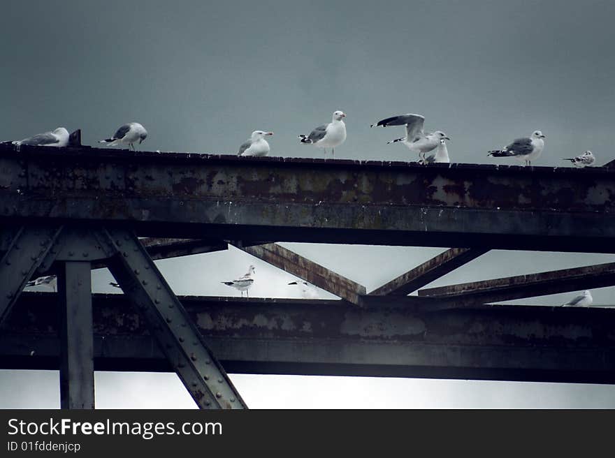 Bird Bridge