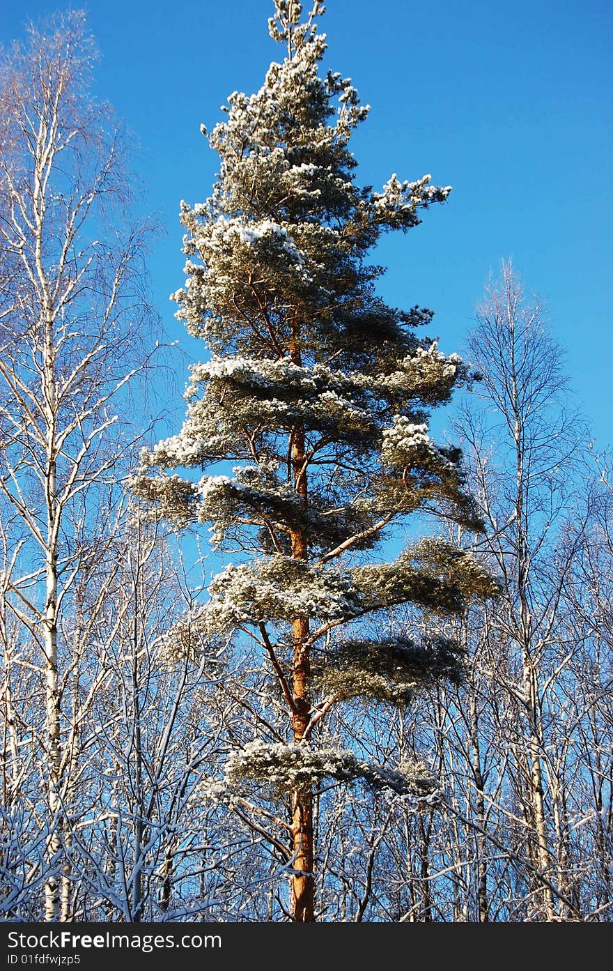 Snow-covered pine a frosty sunny day in wood. Snow-covered pine a frosty sunny day in wood