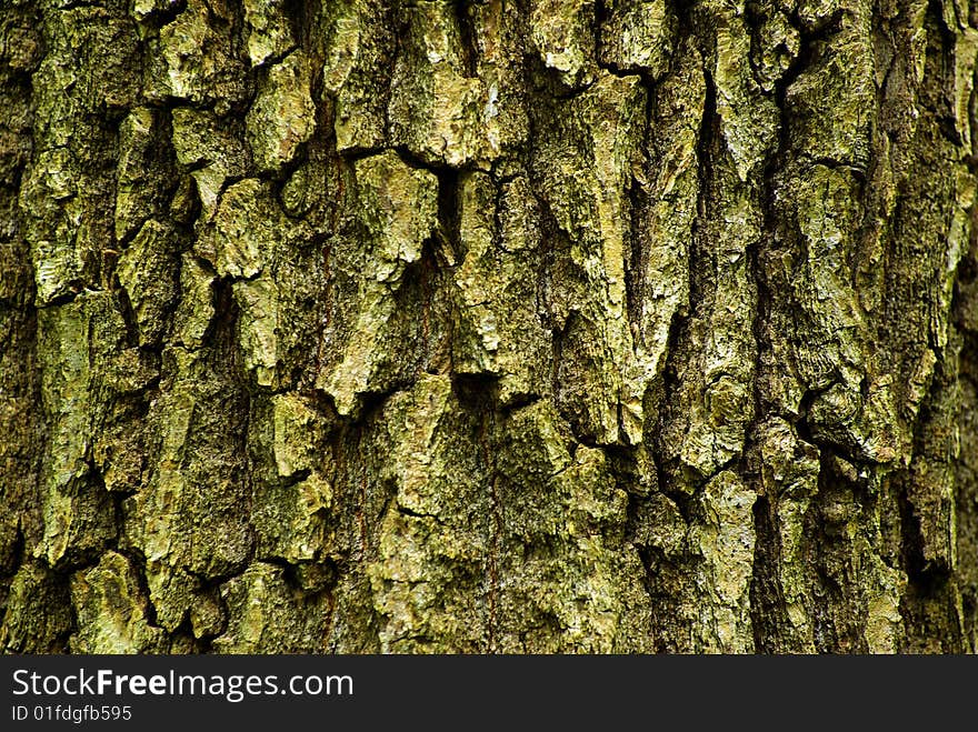 Bark